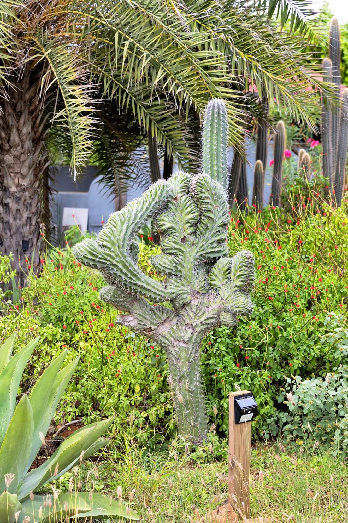 Red Palm Village كراليندايك المظهر الخارجي الصورة