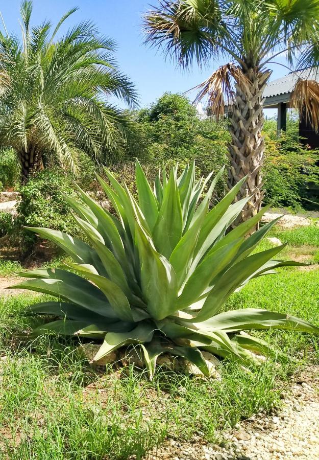 Red Palm Village كراليندايك المظهر الخارجي الصورة